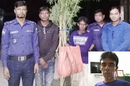 বাড়ির আঙিনায় গাঁজার চাষ!