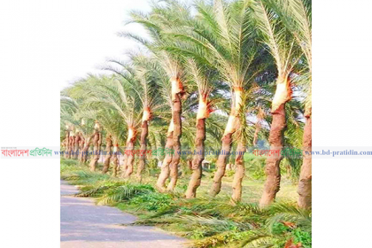 যশোরে রস সংগ্রহের প্রস্তুতিতে গাছিরা