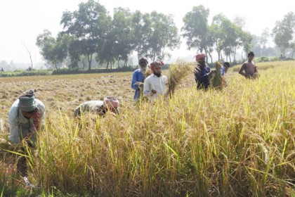 বগুড়ায় পাকা ধানে নবান্নের বার্তা