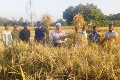 ফরিদপুরে বন্যা সহনশীল আমন ধান চাষে ব্যাপক সাফল্য