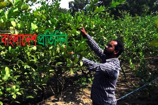 থাই লেবু চাষ করে স্বাবলম্বী মামুনুর