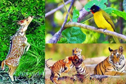 বন্যপ্রাণী পাচার-হত্যার তথ্য দিলেই ৫০ হাজার টাকা পুরস্কার