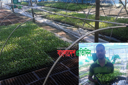 মাটি ছাড়াই বিশেষ পদ্ধতিতে 
সবজি চারা উৎপাদন ও বিক্রি 