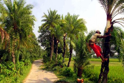 খেজুরের রস সংগ্রহে ব্যস্ত গাছিরা 