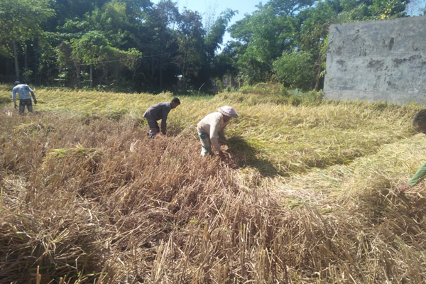 মৌলভীবাজারে আমন ধান কাটা শুরু