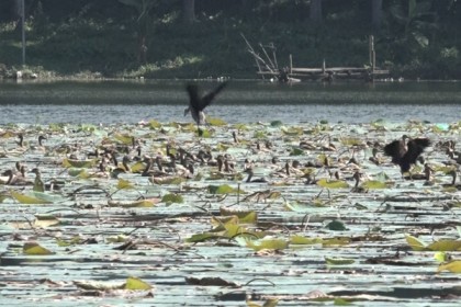 আবারও অতিথি পাখির কলকাকলিতে মুখর বরিশালের দুর্গা সাগর