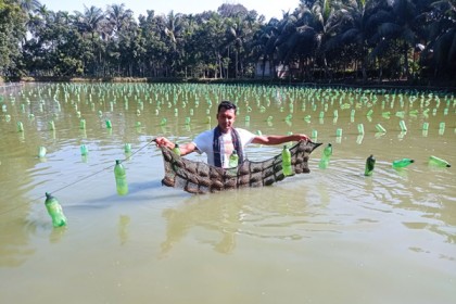 রাজবাড়ীতে মুক্তা চাষে সাফল্য পেতে যাচ্ছে তারেক