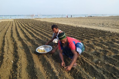 মুন্সীগঞ্জে আগাম আলু রোপণে ব্যস্ত কৃষকরা