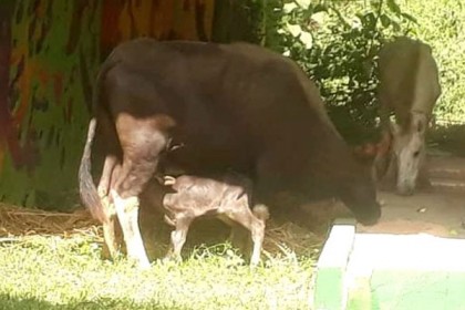চট্টগ্রাম চিড়িয়াখানায় গয়াল শাবকের জন্ম