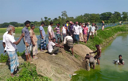 নেত্রকোনায় ফিসারিতে বিষ প্রয়োগে মাছ নিধন
