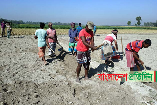 বগুড়ায় সিন্ডিকেটের কবজায় আলু বীজ