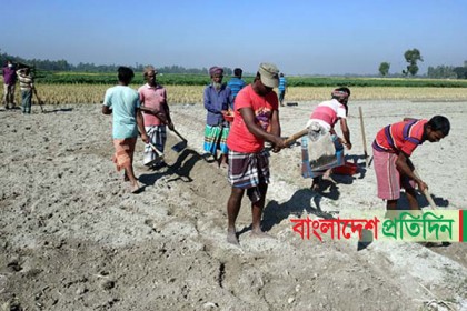 বগুড়ায় সিন্ডিকেটের কবজায় আলু বীজ