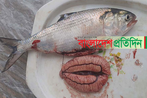 রাজবাড়ীর পদ্মায় ইলিশ উৎপাদন হ্রাসের শঙ্কা
