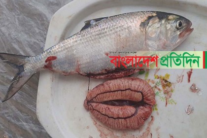 রাজবাড়ীর পদ্মায় ইলিশ উৎপাদন হ্রাসের শঙ্কা