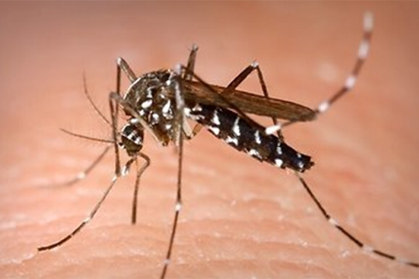 ডেঙ্গুতে জাবি ছাত্রের মৃত্যু