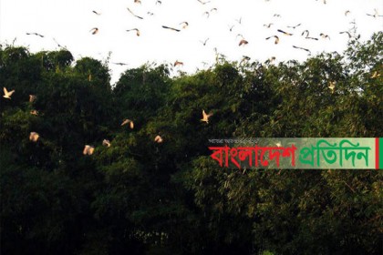 ভাটিনা গ্রামের গাছে গাছে পাখিদের কিচির-মিচির