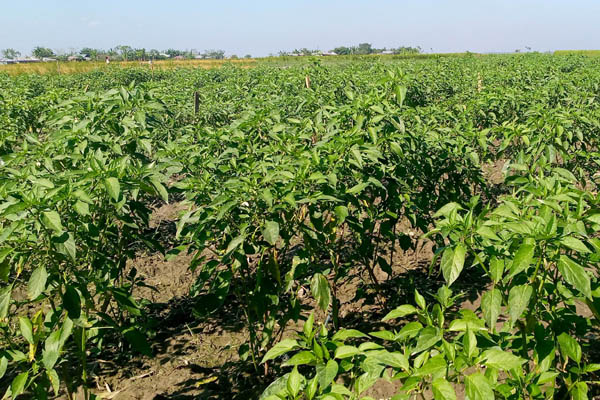 বগুড়ায় যমুনার চরে মরিচের বাম্পার ফলন