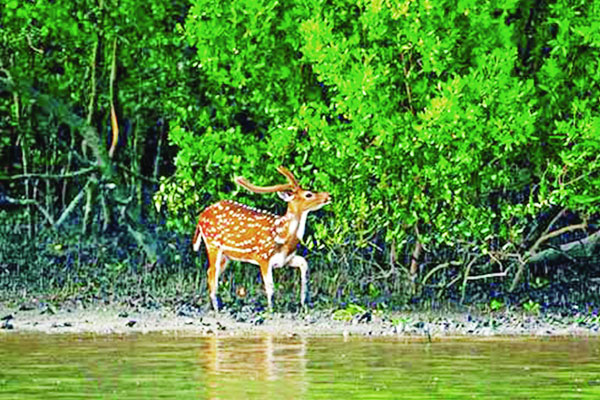 প্রাণ ফিরেছে সুন্দরবনে