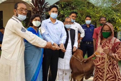 রায়পুরে দরিদ্র ও অসচ্ছল পরিবারে গরু বিতরণ