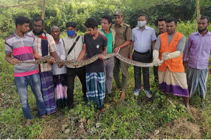 লোকালয়ে চলে আসা ২৬টি অজগর সুন্দরবনে অবমুক্ত