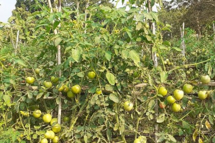গাছে থোকায় থোকায় ঝুলছে টমেটো