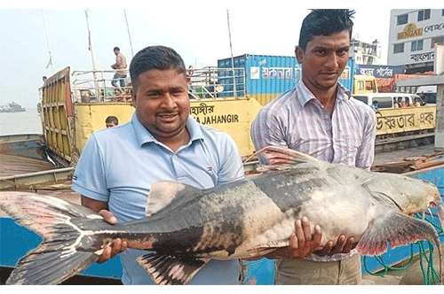 পদ্মায় জেলের জালে উঠল ২৫ কেজির বাগাড়