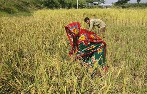 নেত্রকোনায় সর্বত্র শুরু হয়েছে ধান কাটা-মাড়াই