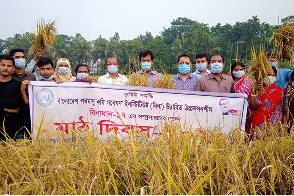 বানারীপাড়ায় বিনা ধান-১৭ এর মাঠ দিবস অনুষ্ঠিত