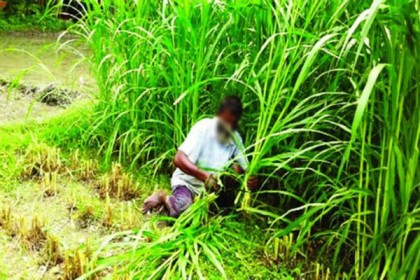 ঘাসের চাষ শিখতে এবার বিদেশ যাবেন ৩২ কর্মকর্তা