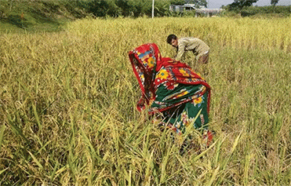 নেত্রকোনায় সর্বত্র শুরু হয়েছে ধান কাটা-মাড়াই