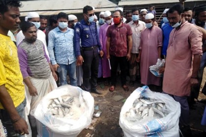 কলাপাড়ায় জাটকা ইলিশ জব্দ