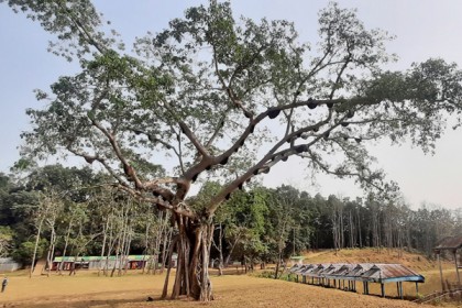 এক গাছে ৭২ মৌচাক!