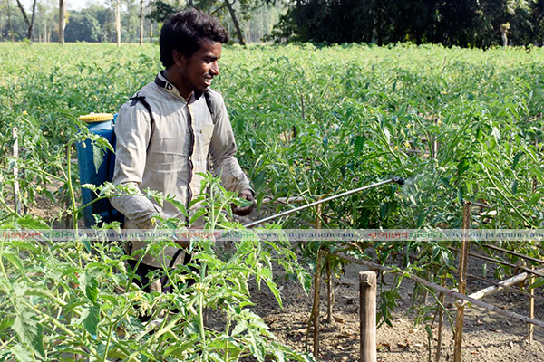 বগুড়ায় আগাম টমেটো চাষে স্বপ্ন দেখছে চাষিরা