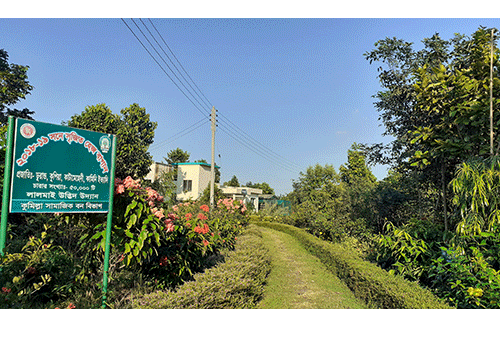লাল পাহাড়ের চূড়ায় সবুজের মেলা