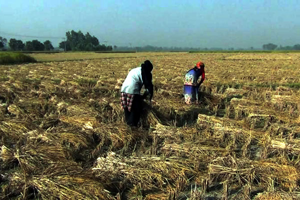 আমনের ফলন কম হলেও দাম ভালো, খুশি কৃষক