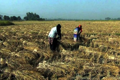 আমনের ফলন কম হলেও দাম ভালো, খুশি কৃষক