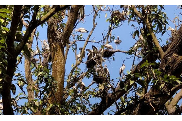 পাখির বাসার জন্য সরকারের অর্থ বরাদ্দ