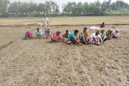 গুরুদাসপুরে রসুন চাষে ঝুঁকছে কৃষকরা
