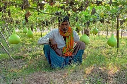 লাউয়ের মাচায় কৃষকের স্বপ্ন
