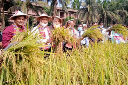 বরিশালে ব্রি-৮৭ ধানের মাঠ দিবস অনুষ্ঠিত