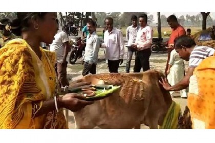 গোমূত্র কতটা উপকারী তা প্রমাণ হয়েছে : বিজেপি নেতা
