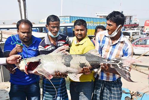 পদ্মায় ধরা পড়ল ২৯ কেজি বাগাড়