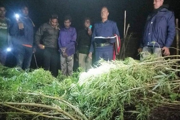 মেহেরপুরে পুলিশের অভিযানে গাঁজার গাছসহ আটক ১