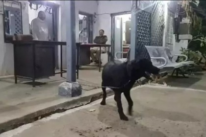 মালিককে খুঁজতে কুকুরের ডিএনএ পরীক্ষা!