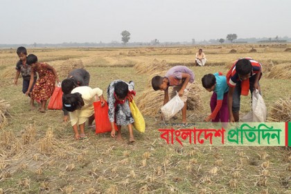 ধান কুড়োনোর আনন্দে মেতেছে শিশুরা 