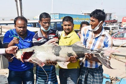 পদ্মায় ধরা পড়ল ২৯ কেজি বাগাড়