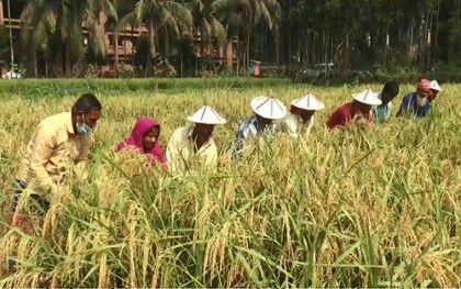 স্বল্প জীবনকালীন উচ্চ ফলনশীল ব্রি-৮৭ ধানে বাম্পার ফলন 