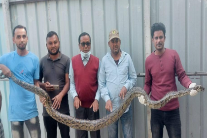 বেলকুচিতে সাড়ে ১০ ফুট লম্বা অজগর উদ্ধার