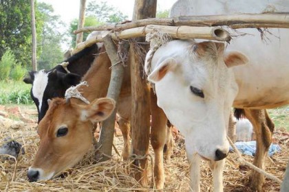 গরুর জন্য মন্ত্রিসভা, দিতে হবে কর 

