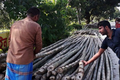 দিনাজপুরে বাঁশের হাট